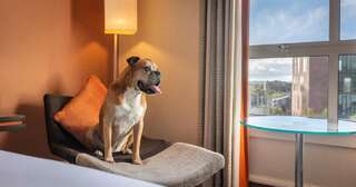 Отель Hilton Dublin Дублин Pet Friendly Double/ Twin-2